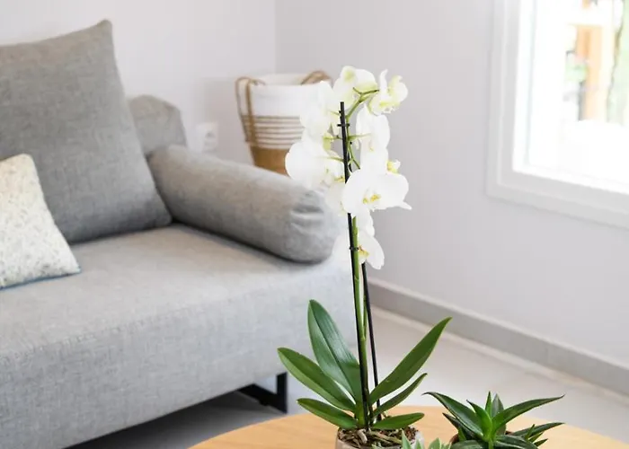 Olivia's House 卡沃斯